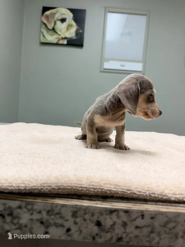 Rosey – Miniature Dachshund puppy for sale in Choctaw, OK
