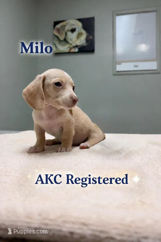 Milo akc – Miniature Dachshund puppy for sale in Choctaw, OK