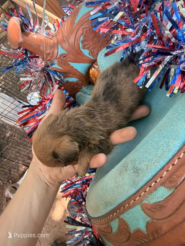 Spots and dots – Miniature Dachshund puppy for sale in Choctaw, OK