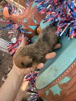 Spots and dots, a male Miniature Dachshund for sale in Choctaw, OK – 1 of 3