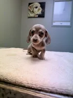 Rosey, a female Miniature Dachshund for sale in Choctaw, OK – 3 of 3