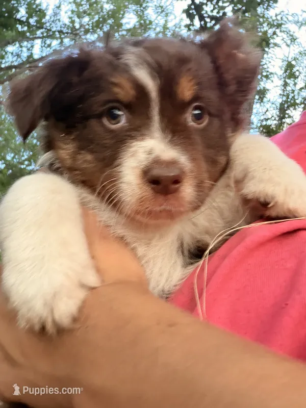 Cub – Australian Shepherd puppy for sale in Choctaw, OK