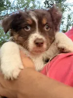 Cub, a female Australian Shepherd for sale in Choctaw, OK – 1 of 4