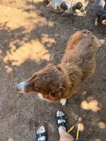 Chili akc , a male Australian Shepherd for sale in Choctaw, OK – 3 of 3