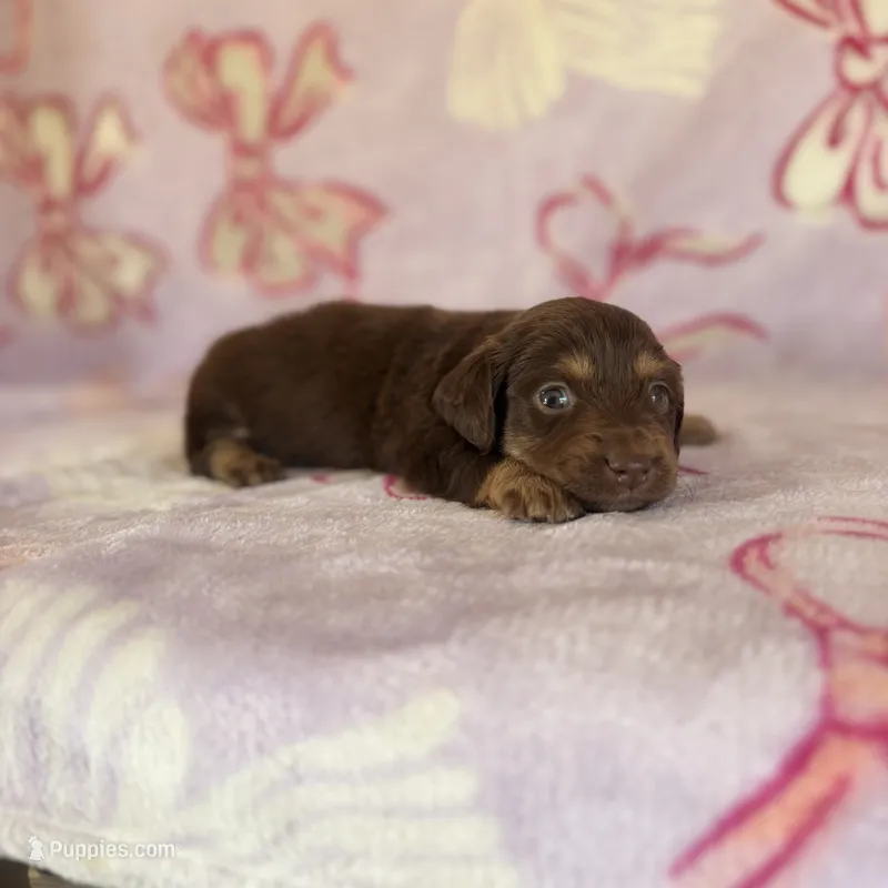 Belle – Miniature Dachshund puppy for sale in Oklahoma City, OK