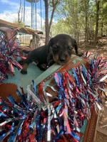  Annie, a female Miniature Dachshund for sale in Choctaw, OK – 2 of 3