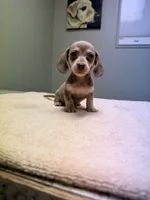 Rosey, a female Miniature Dachshund for sale in Choctaw, OK – 2 of 3