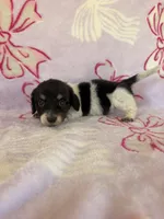 Anne, a female Miniature Dachshund for sale in Oklahoma City, OK – 2 of 3