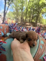 Spots and dots, a male Miniature Dachshund for sale in Choctaw, OK – 2 of 3