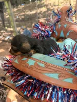  Blue bell, a male Miniature Dachshund for sale in Choctaw, OK – 3 of 3