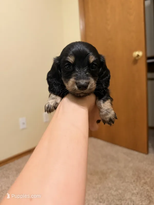Dobby – Miniature Dachshund puppy for sale in Choctaw, OK