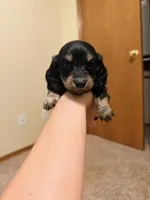 Dobby, a male Miniature Dachshund for sale in Choctaw, OK – 1 of 1