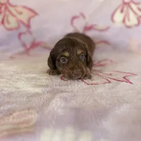 Belle, a female Miniature Dachshund for sale in Oklahoma City, OK – 3 of 3
