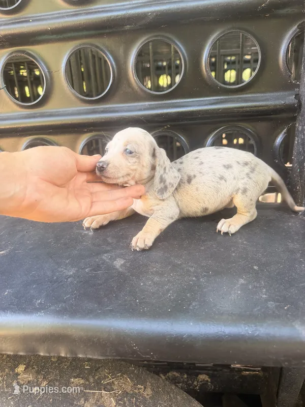 Bubbles – Miniature Dachshund puppy for sale in Choctaw, OK