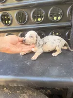 Bubbles, a male Miniature Dachshund for sale in Choctaw, OK – 1 of 1