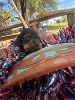  Blue bell, a male Miniature Dachshund for sale in Choctaw, OK – 2 of 3