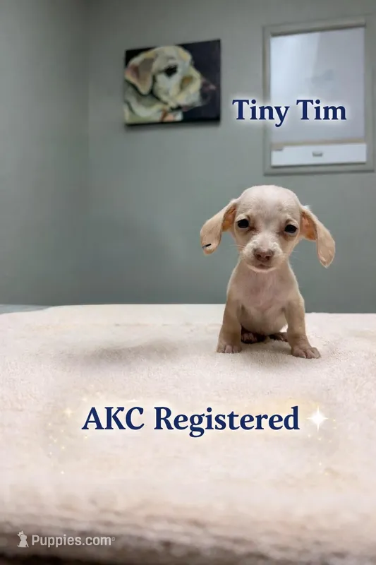 Tiny Tim akc – Miniature Dachshund puppy for sale in Choctaw, OK