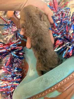 Spots and dots, a male Miniature Dachshund for sale in Choctaw, OK – 3 of 3