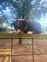 Cub, a female Australian Shepherd for sale in Choctaw, OK – 4 of 4