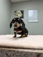 Anna Akc, a female Miniature Dachshund for sale in Choctaw, OK – Photo 2 of 2