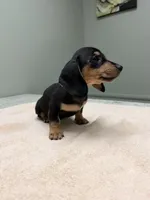 Anna Akc, a female Miniature Dachshund for sale in Choctaw, OK – Photo 1 of 2