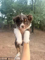 Cub, a female Australian Shepherd for sale in Choctaw, OK – 2 of 4