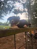 Cub, a female Australian Shepherd for sale in Choctaw, OK – 3 of 4