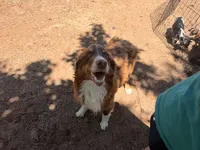 Chili akc , a male Australian Shepherd for sale in Choctaw, OK – 2 of 3
