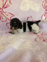 Anne, a female Miniature Dachshund for sale in Oklahoma City, OK – 3 of 3