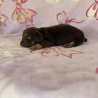 Belle, a female Miniature Dachshund for sale in Oklahoma City, OK – 2 of 3