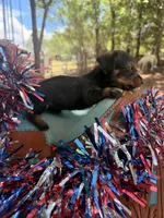  Annie, a female Miniature Dachshund for sale in Choctaw, OK – 3 of 3