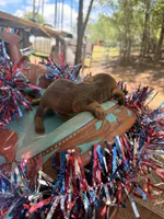 Bean, a male Miniature Dachshund for sale in Choctaw, OK – 1 of 4
