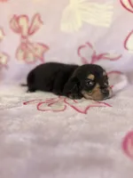 Buddy, a male Miniature Dachshund for sale in Oklahoma City, OK – 2 of 3