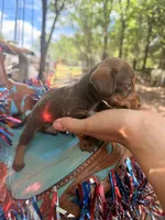 Bean, a male Miniature Dachshund for sale in Choctaw, OK – 3 of 4