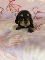 Buddy, a male Miniature Dachshund for sale in Oklahoma City, OK – 3 of 3