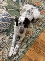 Henry, a male German Wirehaired Pointer for sale in Hopkinsville, KY – Photo 2 of 3