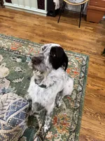Henry, a male German Wirehaired Pointer for sale in Hopkinsville, KY – Photo 3 of 3