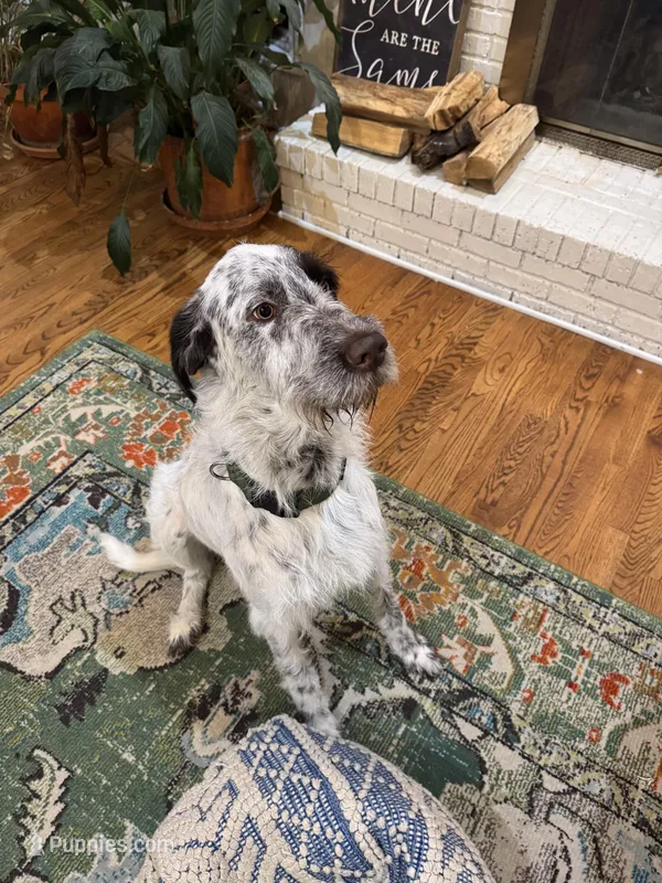 Henry – German Wirehaired Pointer puppy for sale in Hopkinsville, KY