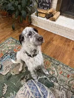 Henry, a male German Wirehaired Pointer for sale in Hopkinsville, KY – Photo 1 of 3