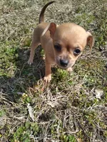 Sara, a female Chihuahua for sale in Shawboro, NC – Photo 3 of 3