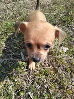 Sara, a female Chihuahua for sale in Shawboro, NC – Photo 2 of 3