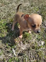 Sara, a female Chihuahua for sale in Shawboro, NC – Photo 1 of 3