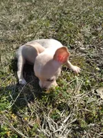 Chico, a male Chihuahua for sale in Shawboro, NC – Photo 1 of 4