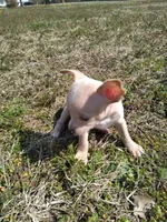 Chico, a male Chihuahua for sale in Shawboro, NC – Photo 2 of 4