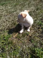 Chico, a male Chihuahua for sale in Shawboro, NC – Photo 4 of 4