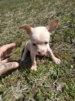 Chico, a male Chihuahua for sale in Shawboro, NC – Photo 3 of 4