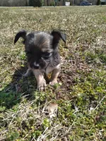 Mookie, a female Chihuahua for sale in Shawboro, NC – Photo 2 of 2