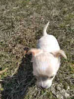 Blu, a male Chihuahua for sale in Shawboro, NC – Photo 2 of 4