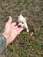 Blu, a male Chihuahua for sale in Shawboro, NC – Photo 3 of 4