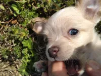 Blu, a male Chihuahua for sale in Shawboro, NC – Photo 4 of 4